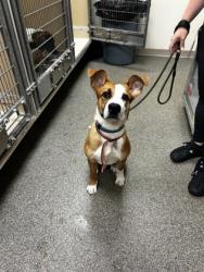 Shelter Stray Male Dog last seen Middletown, OH 45042, Hamilton, OH 45011