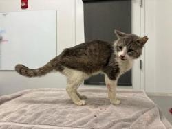 Shelter Stray Male Cat last seen E Linwood & Walrond, KCMO, 64128, 64128, MO, 7077 Elmwood Ave, Kansas City, MO 64132, USA