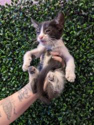 Shelter Stray Female Cat last seen El Paso, TX 79907, Fort Bliss, TX 79906