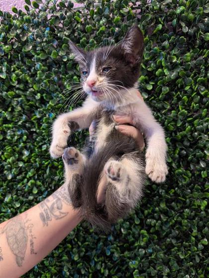 Shelter Stray Female Cat last seen El Paso, TX 79907, Fort Bliss, TX 79906