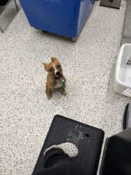 Shelter Stray Female Dog last seen Fairburn, GA 30213, Atlanta, GA 30336