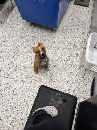 Shelter Stray Female Dog last seen Fairburn, GA 30213, Atlanta, GA 30336