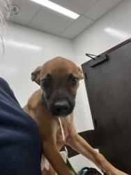 Shelter Stray Female Dog last seen Fairburn, GA 30213, Atlanta, GA 30336