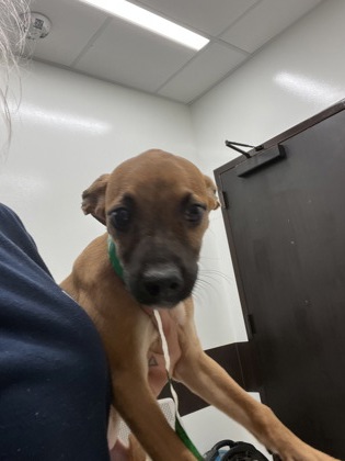 Shelter Stray Female Dog last seen Fairburn, GA 30213, Atlanta, GA 30336