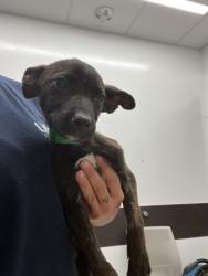 Shelter Stray Male Dog last seen Near Dodd Street, Fairburn, GA, 1251 Fulton Industrial Blvd NW, Atlanta, GA 30336, USA