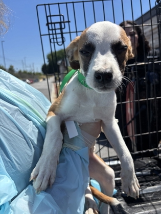 Shelter Stray Female Dog last seen Near Dodd Street, Fairburn, GA, 1251 Fulton Industrial Blvd NW, Atlanta, GA 30336, USA