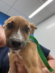 Shelter Stray Male Dog last seen Fairburn, GA 30213, Atlanta, GA 30336