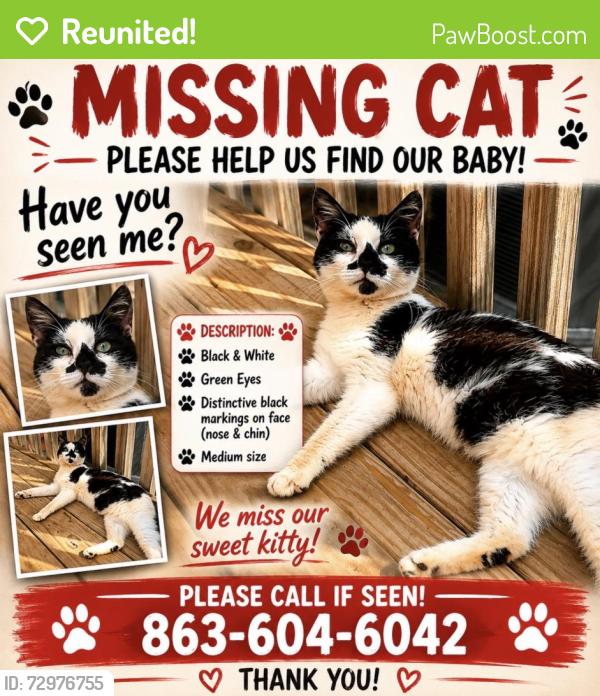 Reunited Male Cat last seen Six Mile Hwy & Valley Ln , Central, SC 29630