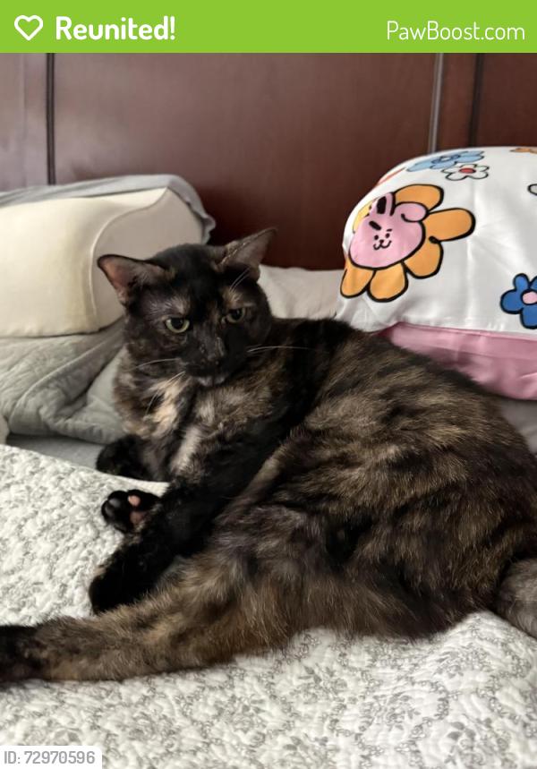 Reunited Female Cat last seen Domestic shorthair, black calico What’s this?, Frisco, TX 75036