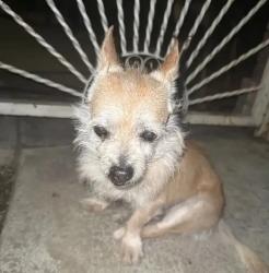 Lost Male Dog last seen Center st and oswell, Bakersfield, CA 93306