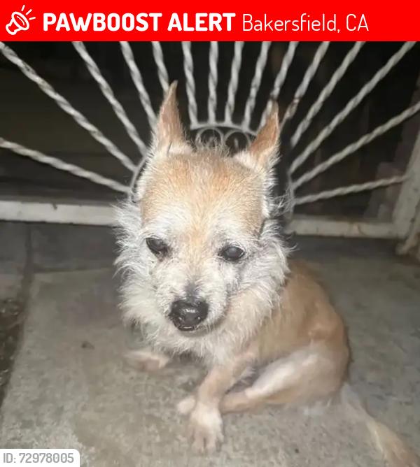 Lost Male Dog last seen Center st and oswell, Bakersfield, CA 93306