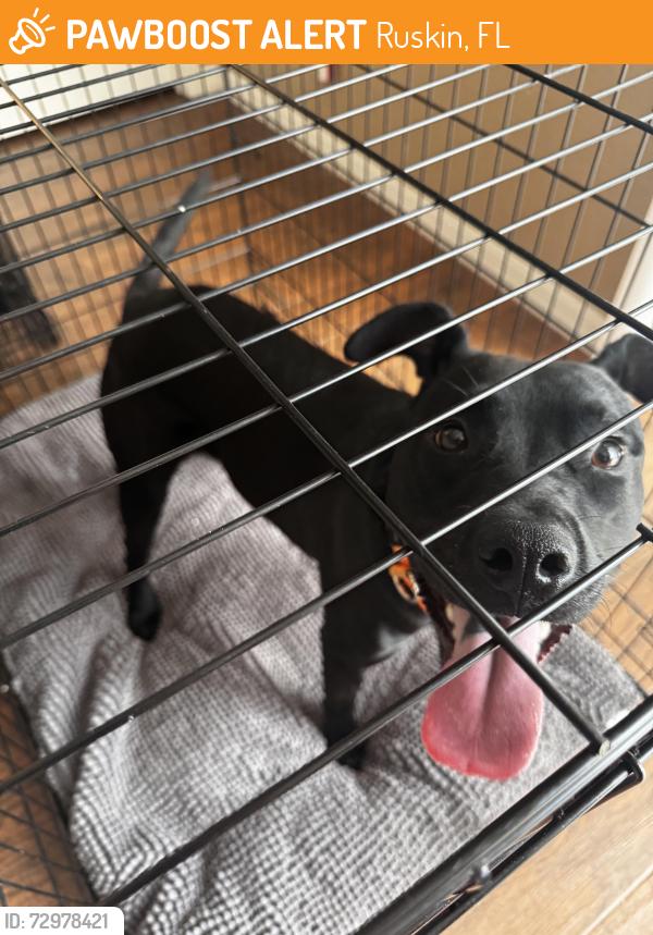 Found/Stray Male Dog last seen Riverbend community on Dakota Rock Dr, Ruskin, FL 33570