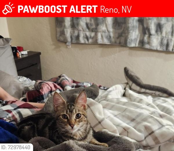 Lost Female Cat last seen Stead blvd jc Penny's warehouse, Reno, NV 89506