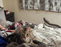 Lost Female Cat last seen Stead blvd jc Penny's warehouse, Reno, NV 89506