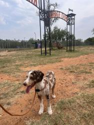Lost Male Dog last seen Los presidentes, Laredo, TX 78046