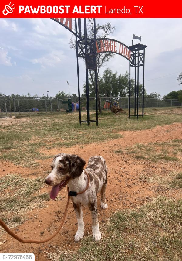 Lost Male Dog last seen Los presidentes , Laredo, TX 78046