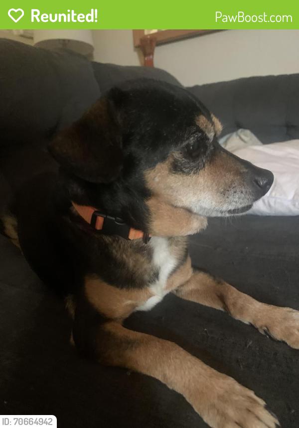 Reunited Male Dog last seen Meadowview and collingwood street, sacramento, ca, Sacramento, CA 95832