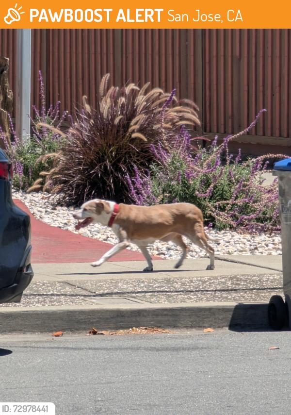 Found/Stray Unknown Dog last seen Between Washington and Empire , San Jose, CA 95112
