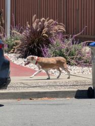 Found/Stray Unknown Dog last seen Between Washington and Empire , San Jose, CA 95112