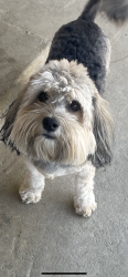 Lost Male Dog last seen Palm dr, Desert Hot Springs, CA 92240