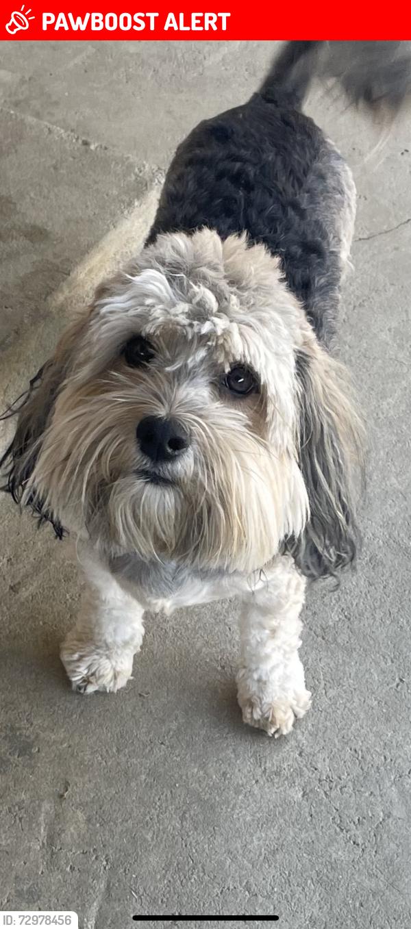 Lost Male Dog last seen Palm dr, Desert Hot Springs, CA 92240