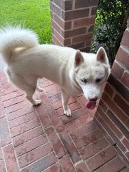 Reunited Male Dog last seen Via dora, Newport, TX 77532