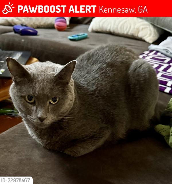 Lost Male Cat last seen West 22 apmts , Kennesaw, GA 30144