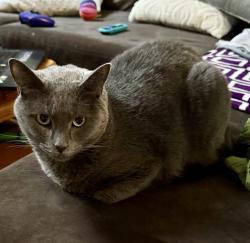 Lost Male Cat last seen West 22 apmts , Kennesaw, GA 30144