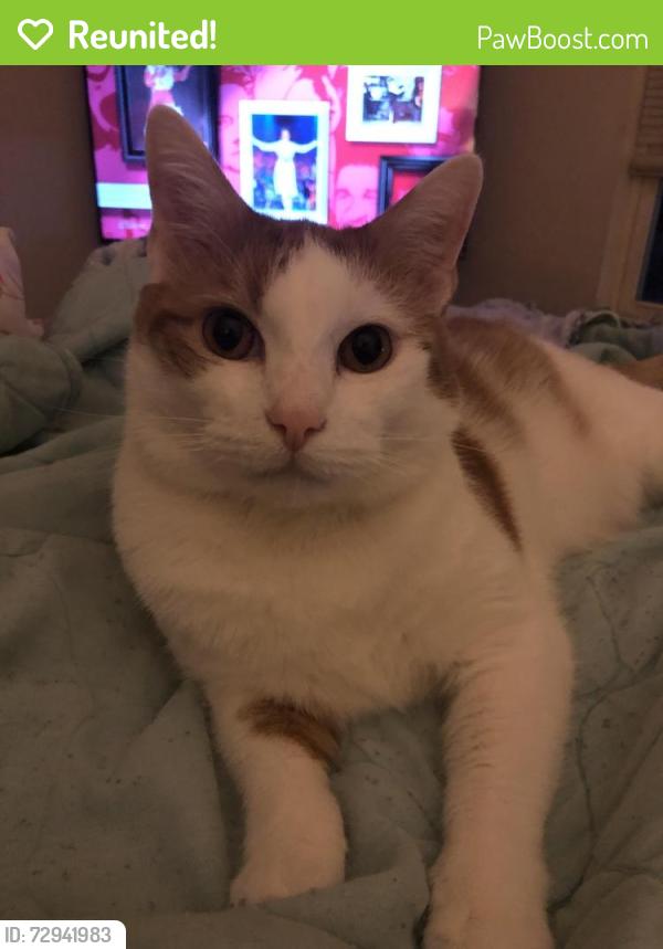 Reunited Male Cat last seen Valley View Townhouses , Cabell County, WV 25705