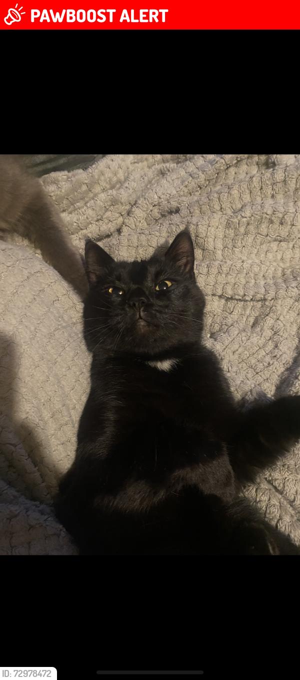 Lost Male Cat last seen unknown, Birmingham, England 