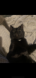 Lost Male Cat last seen unknown, Birmingham, England 