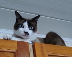 Reunited Male Cat last seen Rua dempachi nakayama , Jardim Esperanca, SP 06413-010