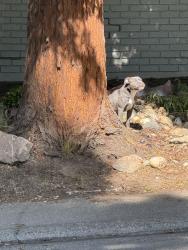 Found/Stray Female Dog last seen Kreth Road and Bannister Road , Fair Oaks, CA 95628