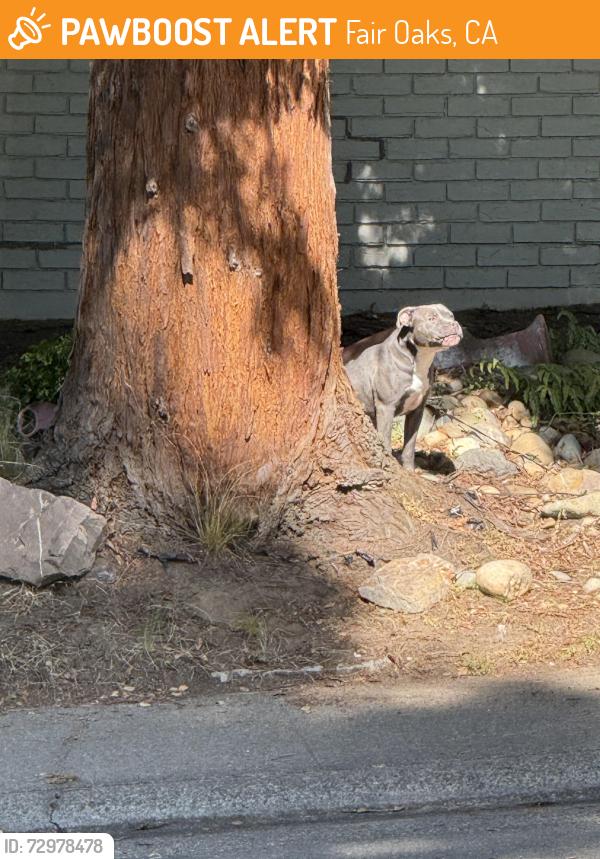 Found/Stray Female Dog last seen Kreth Road and Bannister Road , Fair Oaks, CA 95628