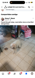 Lost Female Dog last seen Dollar Store  lee blvd , Lehigh Acres, FL 33971