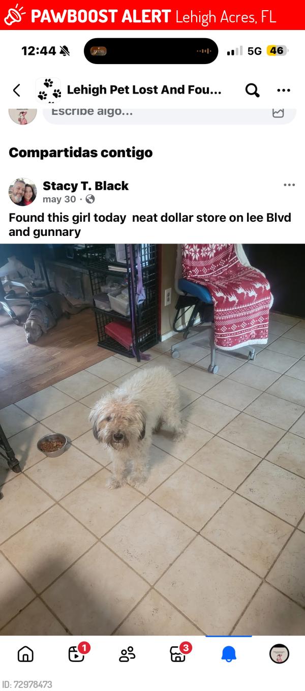 Lost Female Dog last seen Dollar Store  lee blvd , Lehigh Acres, FL 33971