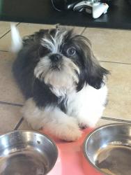 Reunited Female Dog last seen Forest stream and Forest Bluff , Live Oak, TX 78233