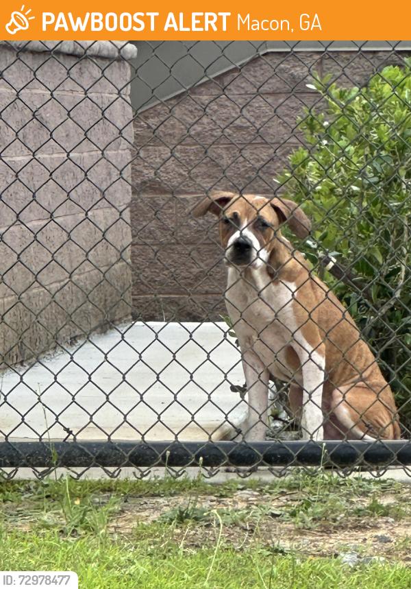 Found/Stray Male Dog last seen Sardis Church, Macon, GA 31206