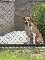 Found/Stray Male Dog last seen Sardis Church, Macon, GA 31206