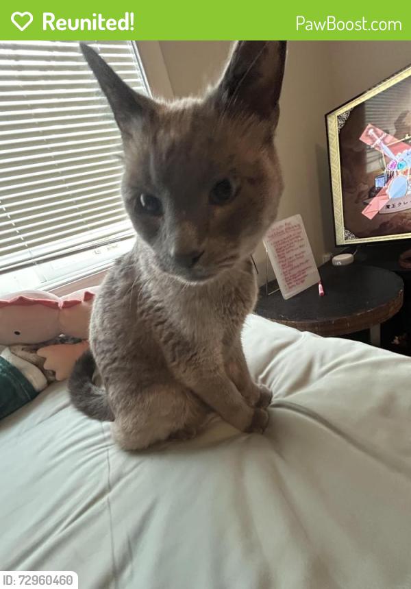 Reunited Male Cat last seen Ne 4th lane , Ankeny, IA 50021