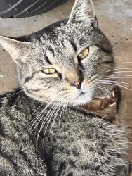Lost Male Cat last seen Henderson street, Spring Hill, FL 34608
