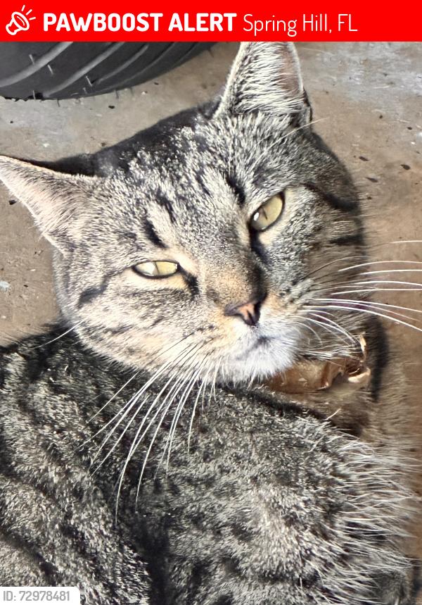Lost Male Cat last seen Henderson street, Spring Hill, FL 34608