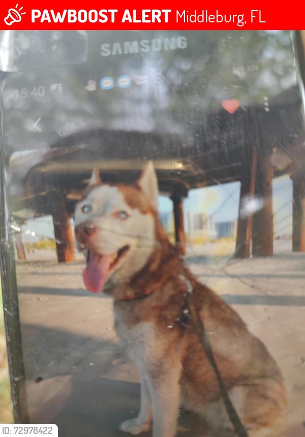 Lost Female Dog last seen Caraway St, Cosmos , Middleburg, FL 32068