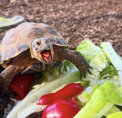 Reunited Male Reptile last seen Valley and Superstition , Apache Junction, AZ 85120