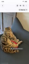 Lost Male Cat last seen Courtney Huntsville rd, Yadkin County, NC 27055
