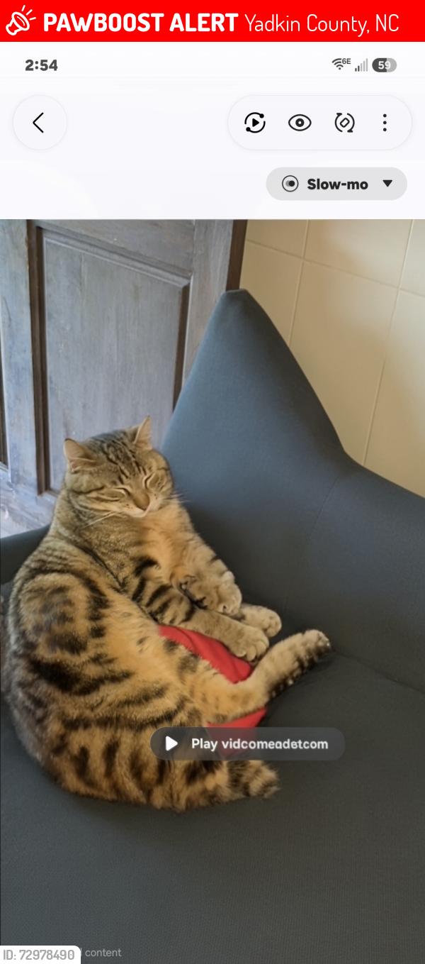 Lost Male Cat last seen Courtney Huntsville rd, Yadkin County, NC 27055