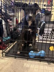 Found/Stray Female Dog last seen KnollCreek/jung, San Antonio, TX 78247