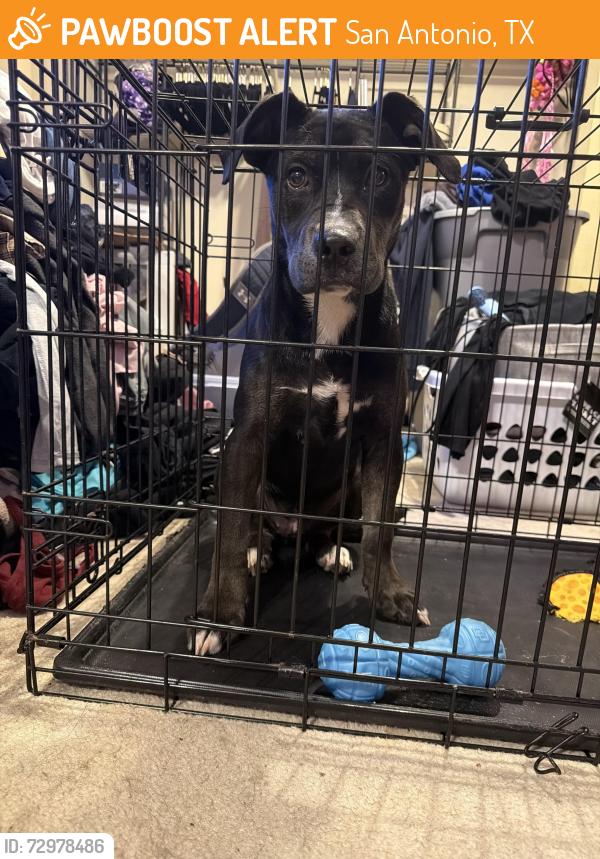 Found/Stray Female Dog last seen KnollCreek/jung, San Antonio, TX 78247