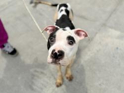 Shelter Stray Male Dog last seen W 145th Street, NEW YORK, NY, 10037, 326 E 110th St, New York, NY 10029, USA