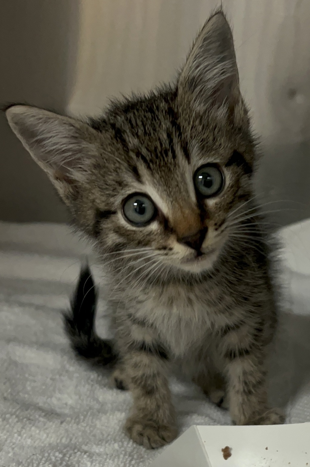 Shelter Stray Male Cat last seen Exacta Lane, RALEIGH, NC, 27613, Raleigh, NC 27610